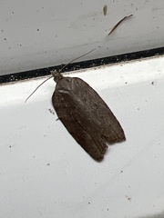 Acleris sparsana