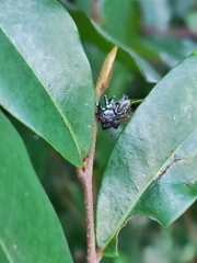 Thiania bhamoensis