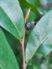 Thiania bhamoensis