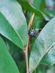Thiania bhamoensis