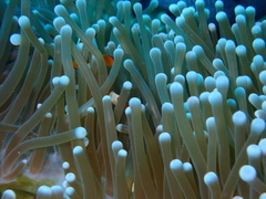 Heteractis magnifica