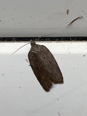 Acleris sparsana