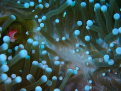 Heteractis magnifica