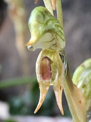 Pterostylis squamata