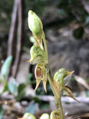 Pterostylis squamata