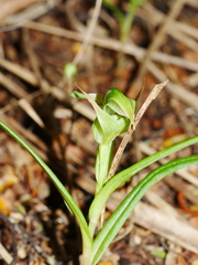 Pterostylis montana