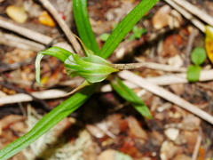 Pterostylis montana