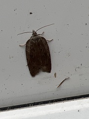 Acleris sparsana