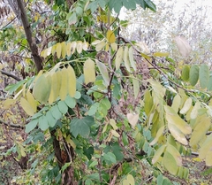 Robinia pseudoacacia