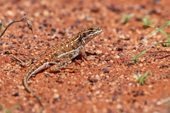 Ctenophorus isolepis