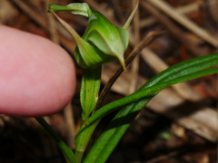 Pterostylis montana