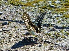 Papilio xuthus