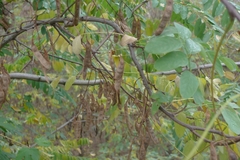 Robinia pseudoacacia
