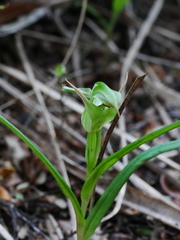 Pterostylis montana