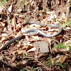 Pseudechis porphyriacus