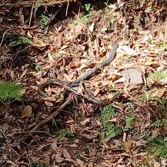 Pseudechis porphyriacus