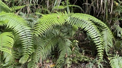 Diplopterygium glaucum
