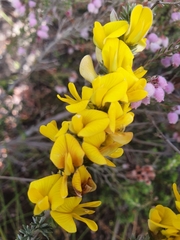 Aspalathus laricifolia