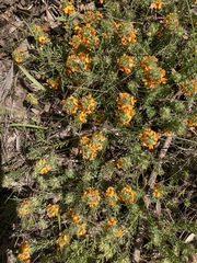 Pultenaea humilis