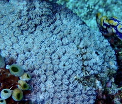 Galaxea fascicularis