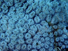 Galaxea fascicularis