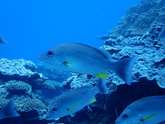 Lutjanus russellii