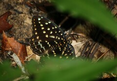 Lexias dirtea merguia