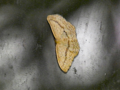 Scopula perlata