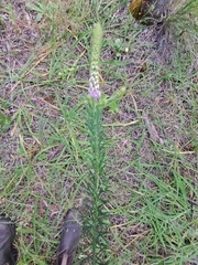 Comesperma confertum
