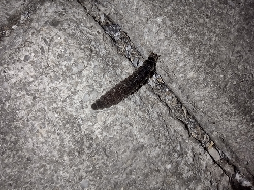 snehuľčíkovité (Cantharidae)