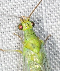 Plesiochrysa ramburi