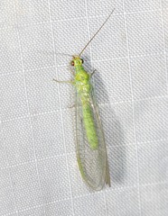 Plesiochrysa ramburi