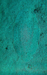 Pardachirus marmoratus