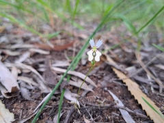 Stylidium calcaratum