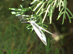 Pieris rapae