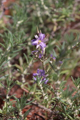 Thysanotus baueri