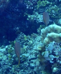 Pseudanthias squamipinnis