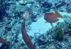 Pseudanthias squamipinnis