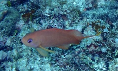 Pseudanthias squamipinnis