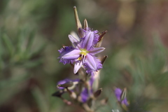 Thysanotus baueri