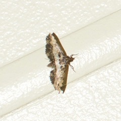 Nacoleia amphicedalis