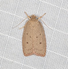 Prionocris complanula