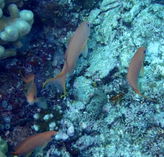 Pseudanthias squamipinnis