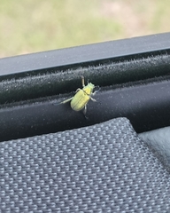 Diphucephala