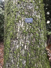 Quercus frainetto