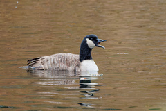 Branta canadensis parvipes