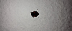 Harmonia axyridis