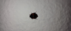 Harmonia axyridis