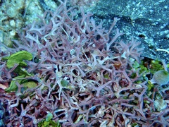 Rhodophyta