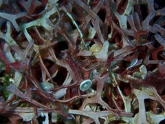 Rhodophyta